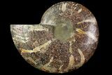 Agatized Ammonite Fossil (Half) - Crystal Chambers #115327-1